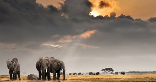 See the Big 5 including Elephants as your Tanzania Safari visits Amboseli National Park