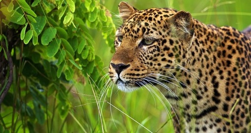 A leopard stands out during the emerald season - a great photo opportunity on your Zambia vacation.