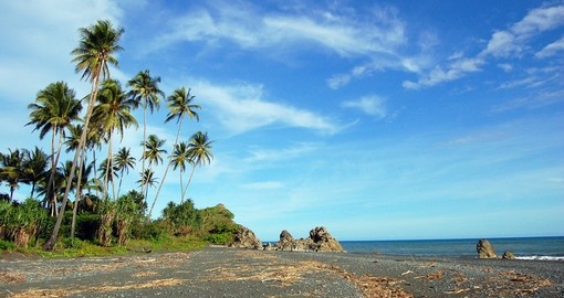 Palms at the sea coast