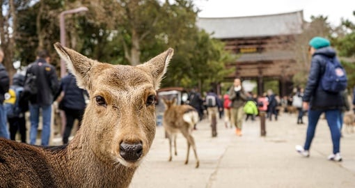 Make a new friend in Nara on yoru Japan tour