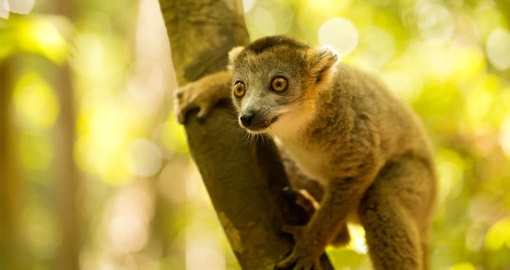 Crowned Lemur in Madagascar