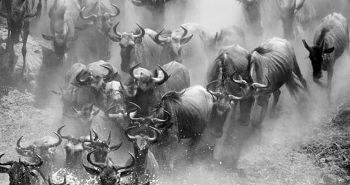 Wildebeest crossing the Mara River during the migration makes for a spectacular photos on your Tanzania safari.