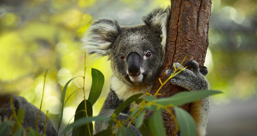 Meet Australia's unique animals at Australia Zoo