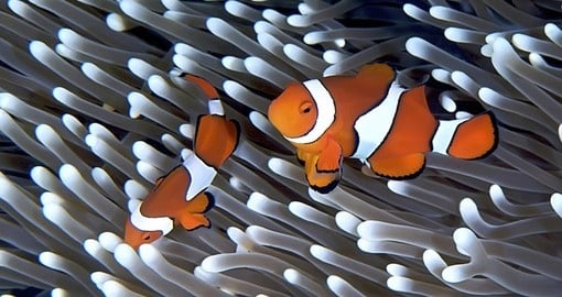 Anenomefish - Great Barrier Reef