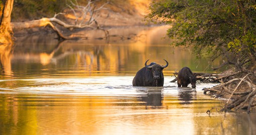 Admire the majestic Cape Buffalo as they take a dip in the rivers of Kruger National Park