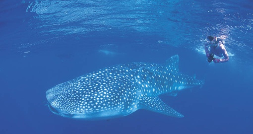 Whale Shark on the Ningaloo Coral Reef Coast