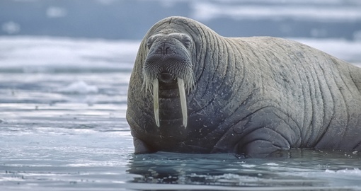 Walrus on ice flow in Canadian high arctic