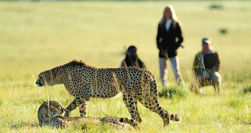 In addition to spectacular game drives, Shamwari Private Game Reserve also offers professionally guided bush walks