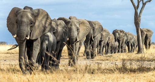 Female elephants live in close-knit clans and family groups which remain together for life