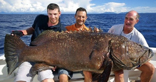 Fishermen holding a giant grouper