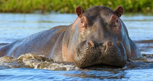 Admire the beauty of wildlife while observing hippos in their natural habitat