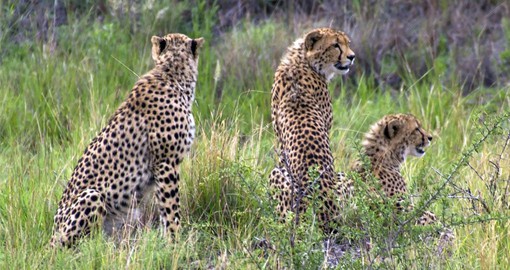 A coalition of cheetah, Pilanesberg National Park
