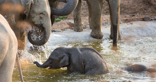 Visit the Friends of the Asian Elephant Hospital