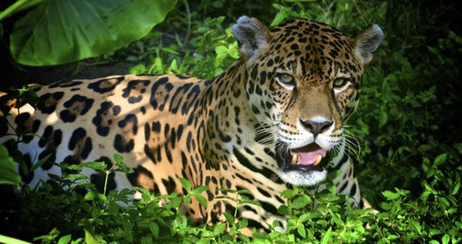 Peru is a stronghold for the jaguar in the Amazon