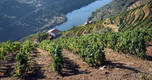 The vineyards of the Douro valley are among the oldest in Europe