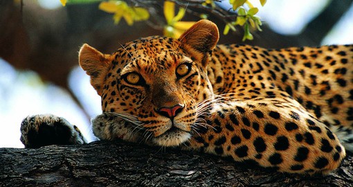 Leopards are extremely elusive, solitary and nocturnal. They are also powerful swimmers.
