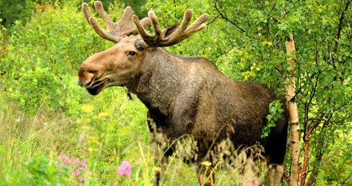 Wild bull moose