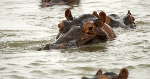 Hippos, Selous National Park
