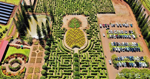 Conquer the world's largest maze at the Dole Plantation, guided by the sweet smell of nearby pineapples