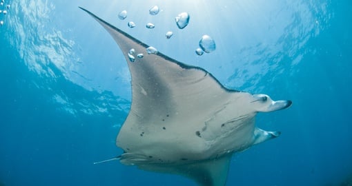 Manta ray in Mozambique