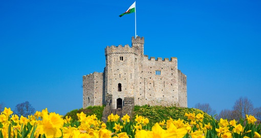 Norman Keep Castle, Daffodils, Cardiff Castle, Wales, UK