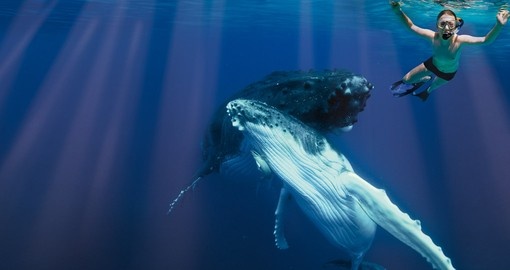 Swimming with whales is a great tour inclusion for your Tonga vacation.