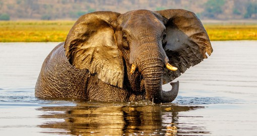 Chobe National Park supports the largest surviving Elephant populations in the world, currently estimated to exceed 120,000