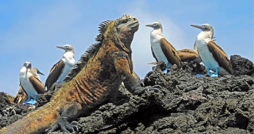 Spot local wildlife in the Galapagos on your Ecuador vacation