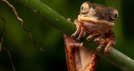 Tree Frog - Amazon