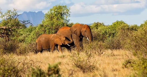 Samburu National Reserve is drier and rockier than Kenya's other national parks