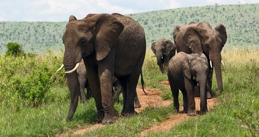 African Elephant on the Masai Mara