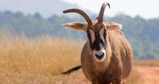 Antelope in Swaziland