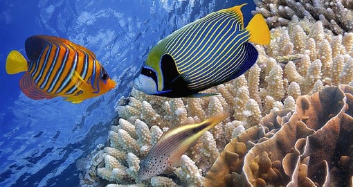 The Great Barrier Reef contains the world's largest collection of corals