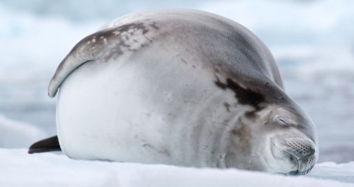 Crabeater seal fast asleep