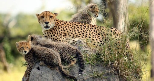 Start your Botswana safari in the Okavango Delta, home to a healthy Cheetah population