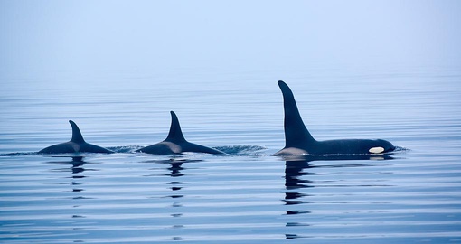 Whales off the coast of British Columbia