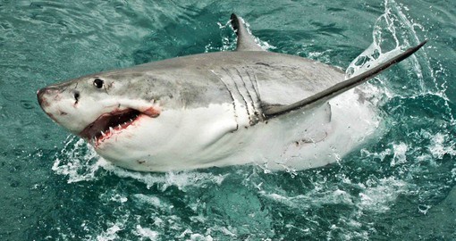 Include a day of shark cage diving on your South African vacation at Grootbos