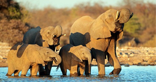 Etosha’s elephants number about 2500 & occur in breeding herds numbering up to 50 or in bachelor herds of two to eight males