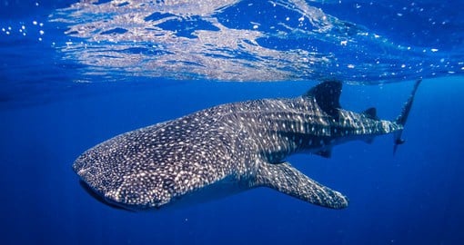 Donot miss the chance to look Whale Sharks on your next tour