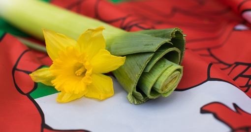 Daffodils and leeks, national symbols of Wales