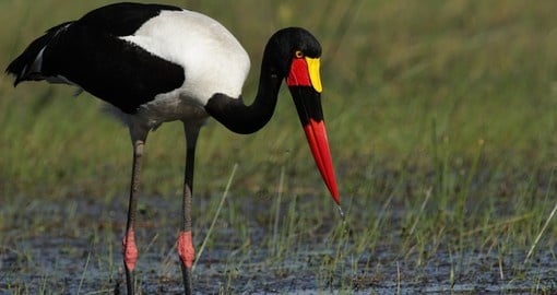 Saddle-billed Stork looking for food in the Okavango Delta