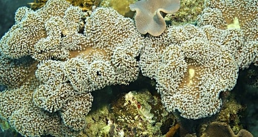 Just a few of the sponge and coral varieties found on the reef