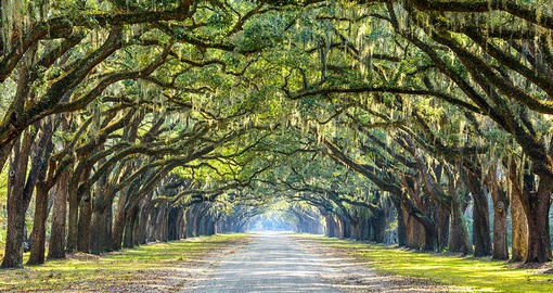 Treescape in Savannah, Georgia