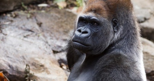 You will be able to see Silverback Gorilla on your next Uganda safari.
