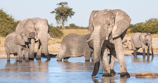 Chobe, know as "The Land of the Giants" is home to the largest concentration of elephant in Africa