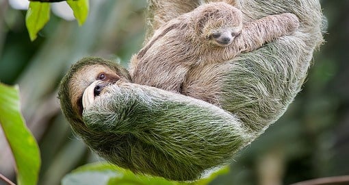 The brown-throated sloth are the most common three-toed sloth in the world