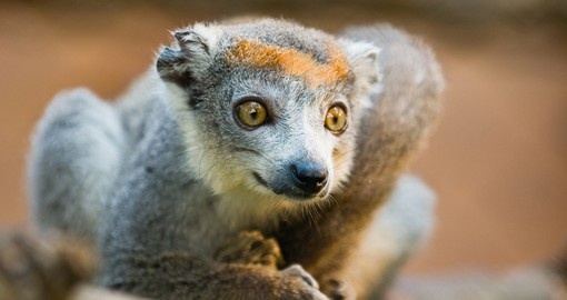Crowned lemur endemic to Madagascar