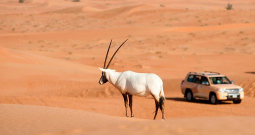 A wildlife drive offers the opportunity to see the famous Arabian Oryx