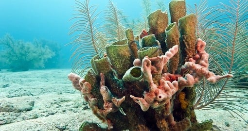 Coral reef off the coast of Roatan