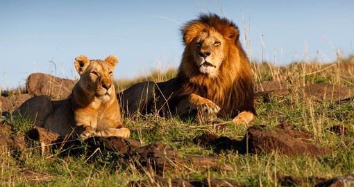 Lions are the dominant carnivores in Masai Mara